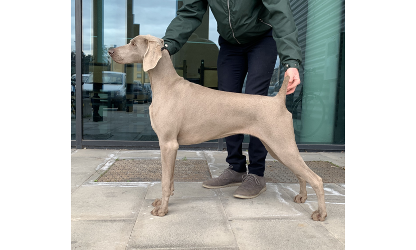 Royal Weim